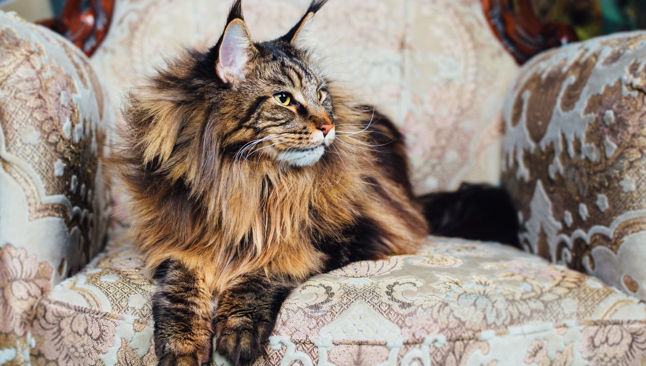 Maine Coon cat breed