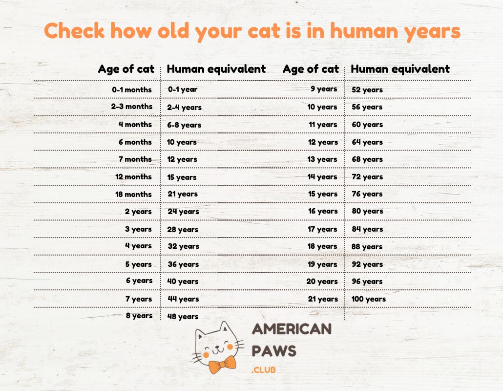 cat years in human years