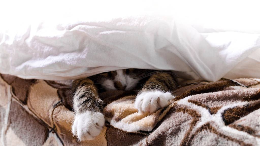 cat kneading under blanket