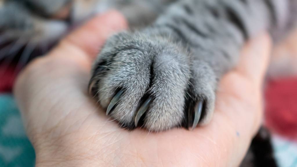 cat paw pressing into hand