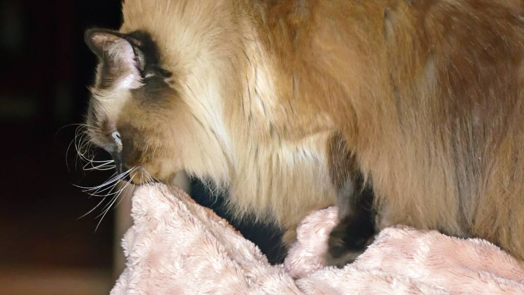 cat paws kneading pink fleece