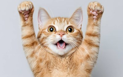 Why Do Cats Knead: A Look Into Feline Behavior