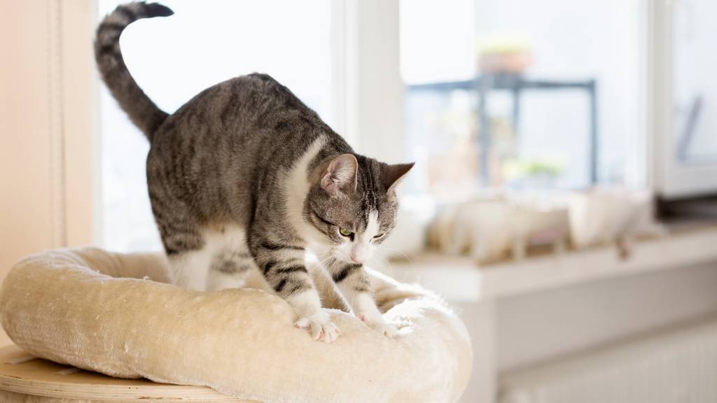 tabby cat kneading cat bed