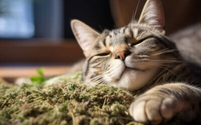 What is Catnip & How it Affect Cats?