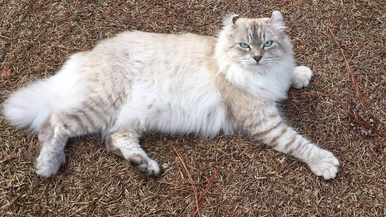 highlander cat breed