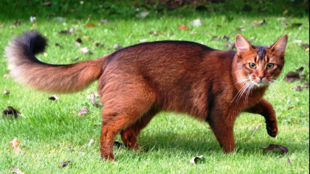 somali cat