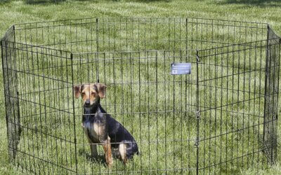 Best Metal Playpens for Dogs of 2025