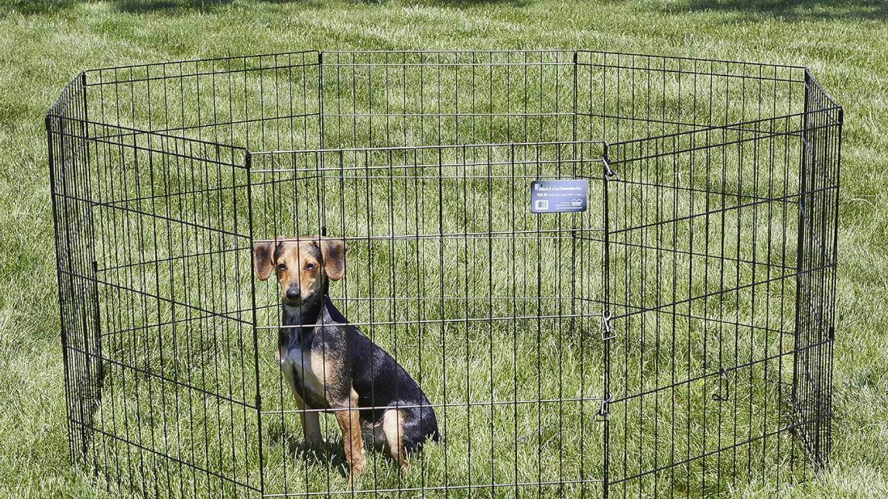 Best Metal Playpen for Dogs