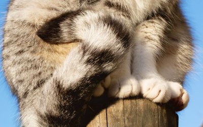 Cat Tail Twitching: What Your Cat is Trying to Tell You