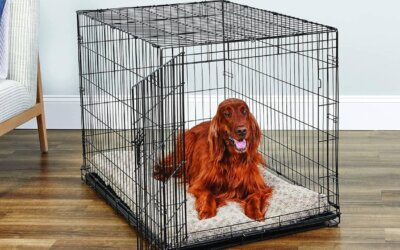 The 5 Best Dog Crates of 2025