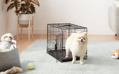 Best Small Dog Crates of 2025