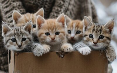 Foster a Cat: Everything You Need to Know