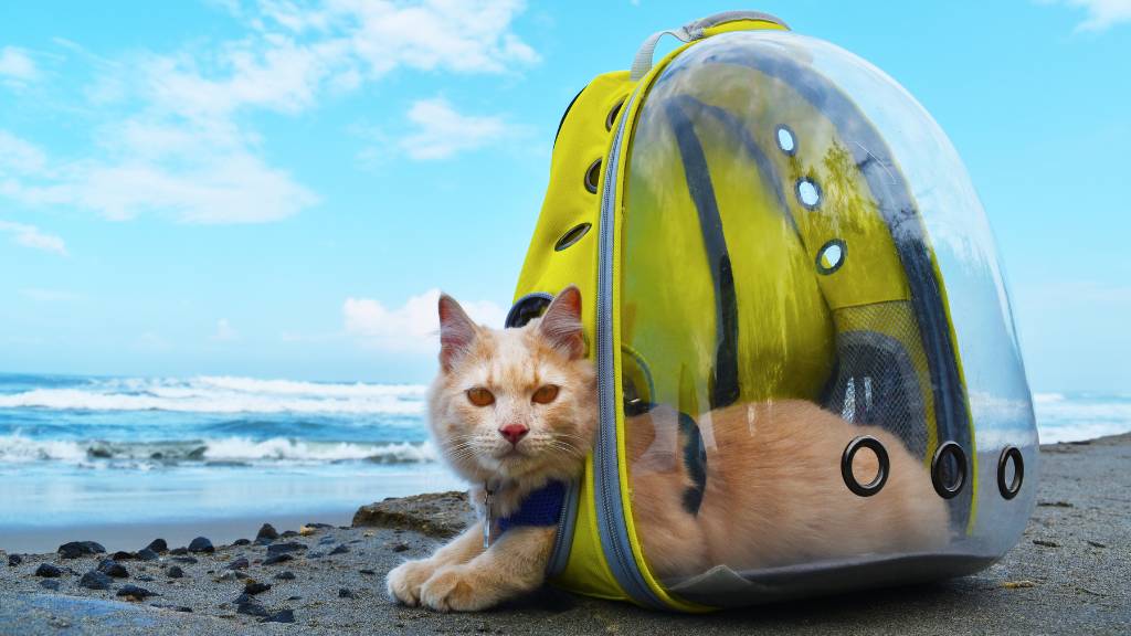 cat in backpack by beach