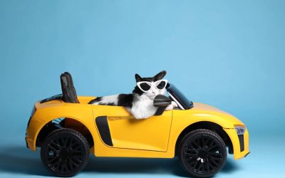 Travelling With Pets: A Guide to Pet-Friendly Adventures