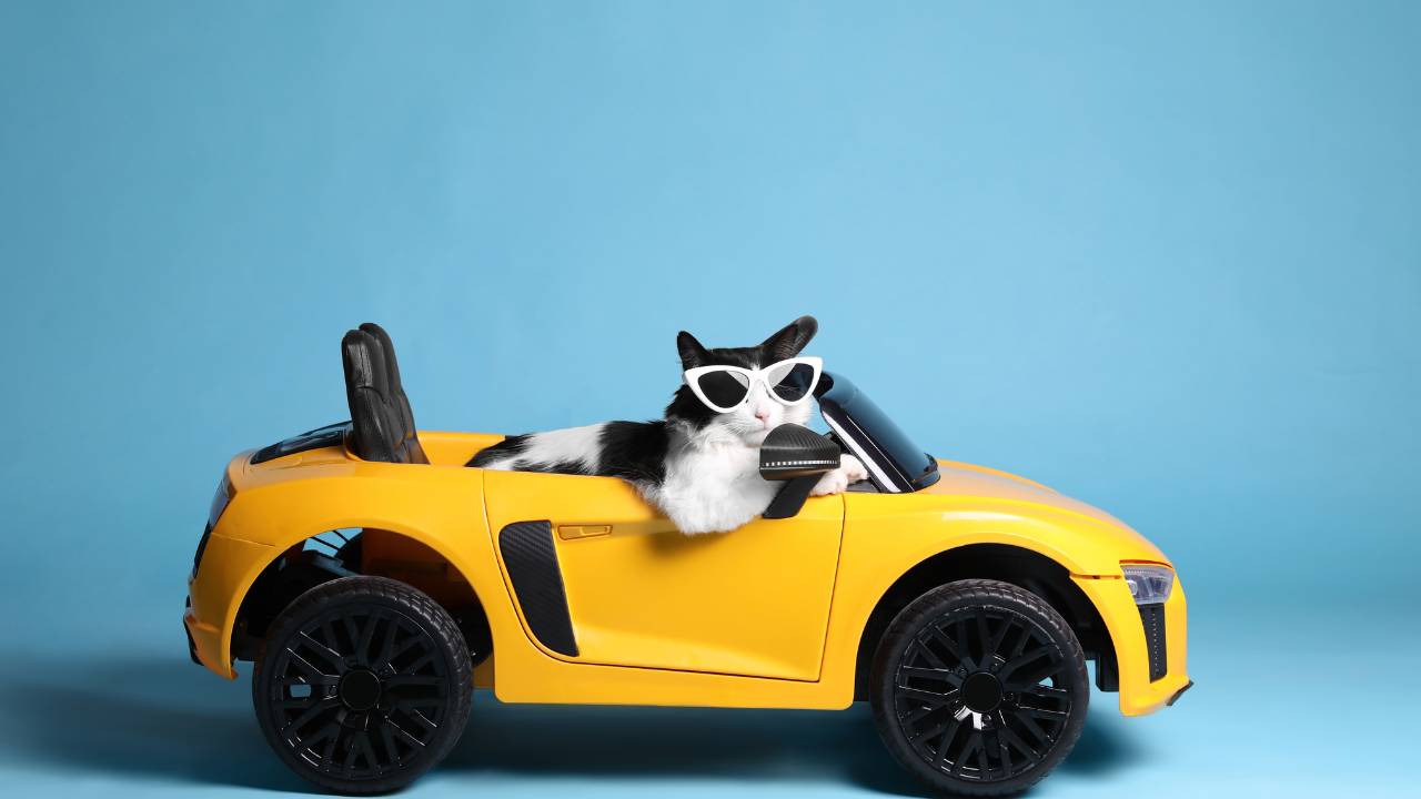 cat in car with sunglasses