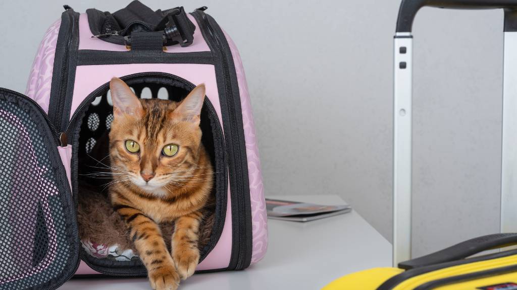 cat in soft pet carrier