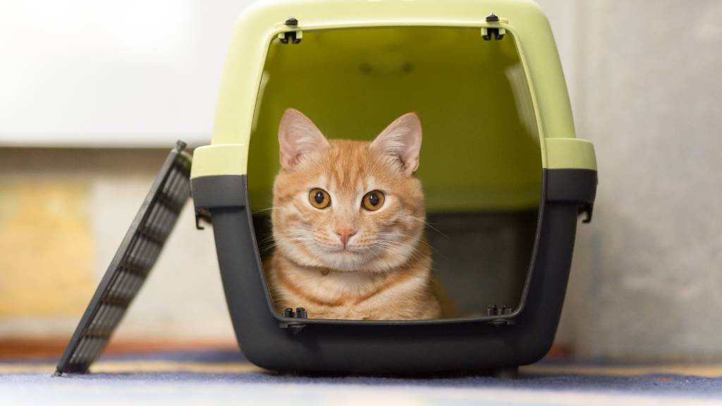 cat inside carrier