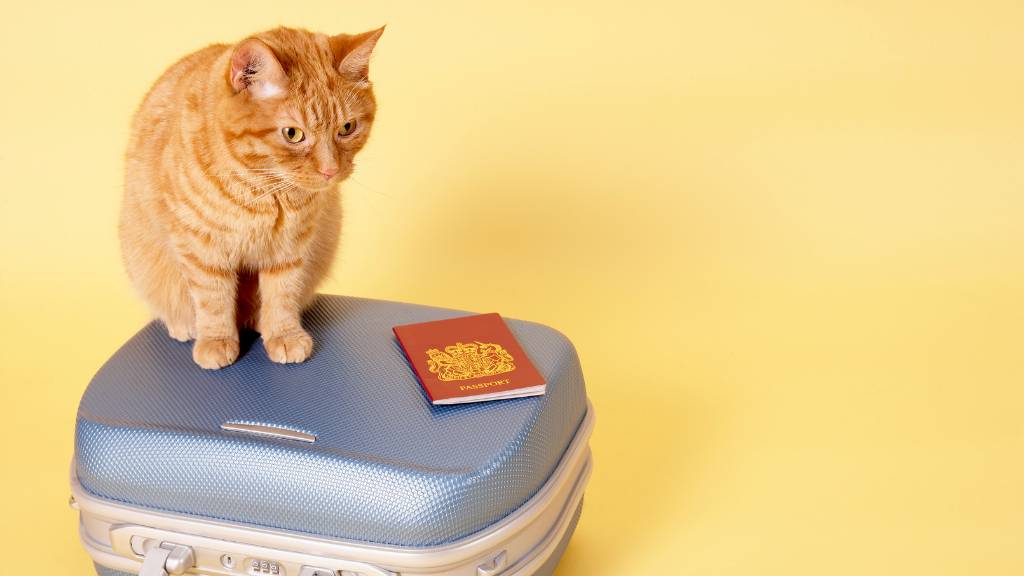 cat on suitcase with passport