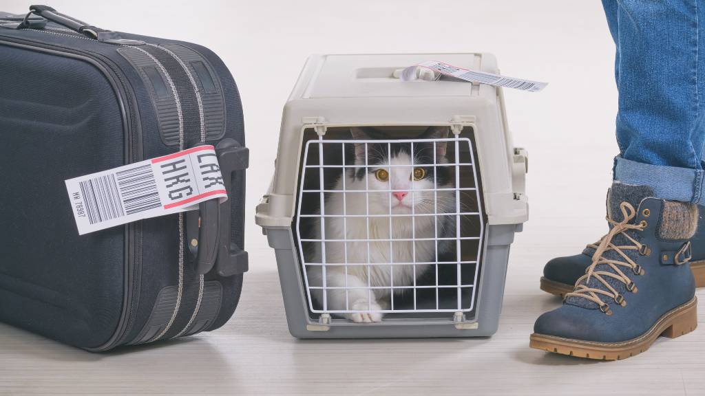 pet in travel crate with suitcase