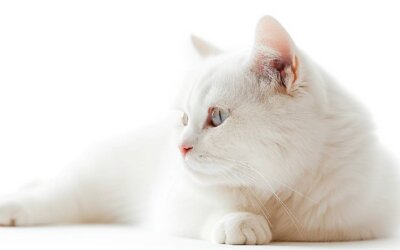 80 White Cat Names