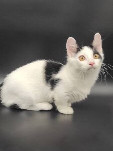 Новый проект (1)