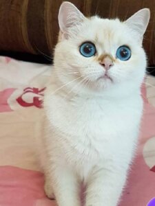 Новый проект (18)