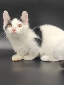 Новый проект (2)