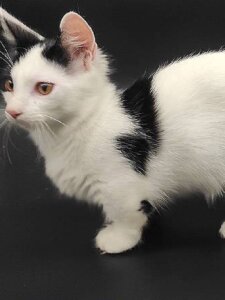 Новый проект (3)