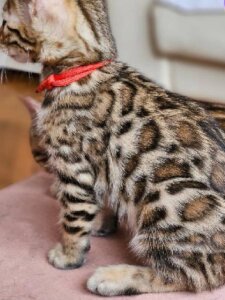 Новый проект (1)