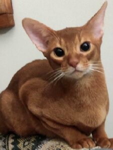 Новый проект (1)