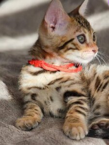 Новый проект (2)