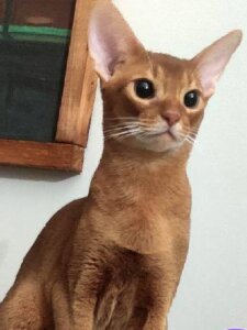 Новый проект (2)