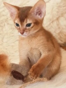 Новый проект (2)