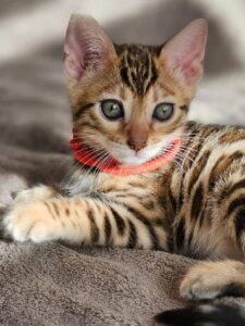 Новый проект (3)