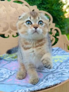 Новый проект (1)