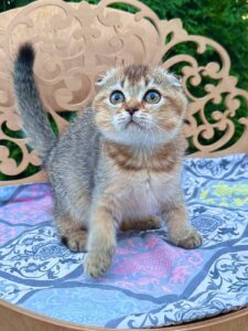 Новый проект (2)