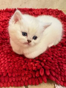 Новый проект (2)