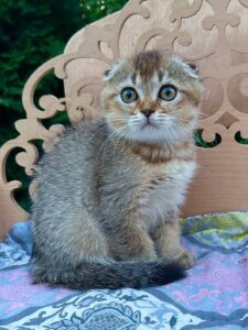 Новый проект (3)