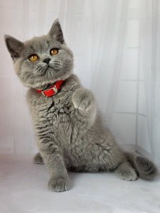 Новый проект (1)