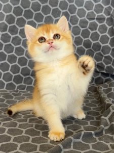 Новый проект (1)