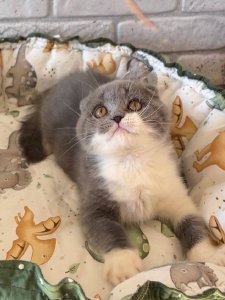 Новый проект (1)