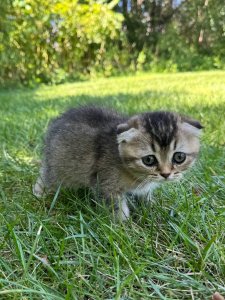 Новый проект (1)