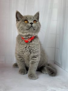 Новый проект (2)