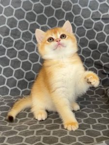 Новый проект (2)