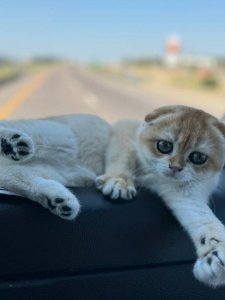 Новый проект (2)