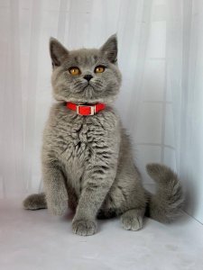 Новый проект (3)