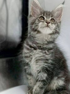 Новый проект (1)