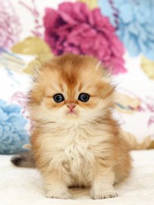 Новый проект (1)