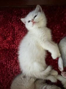 Новый проект (1)