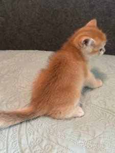 Новый проект (1)